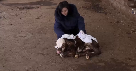 致富经种草养牛视频_致富经养牛技术_养牛种植致富之路