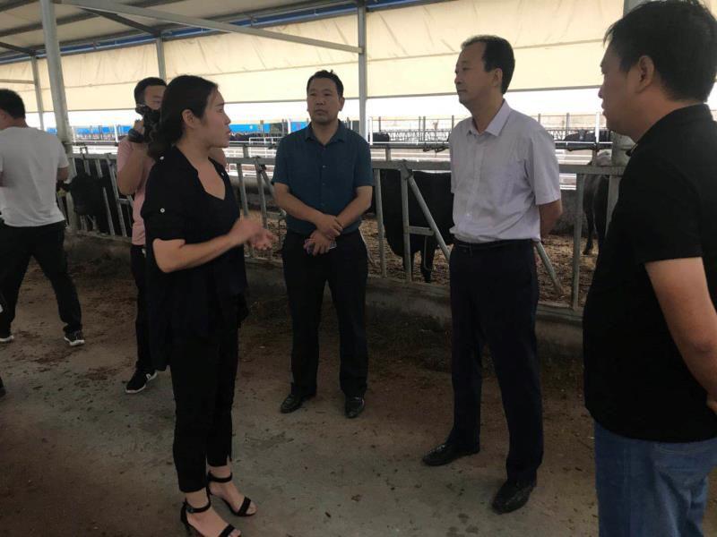 致富经种草养牛视频_养牛种植致富之路_致富经养牛技术