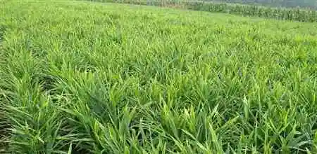 生姜种植技术：种植大姜怎么施肥好？