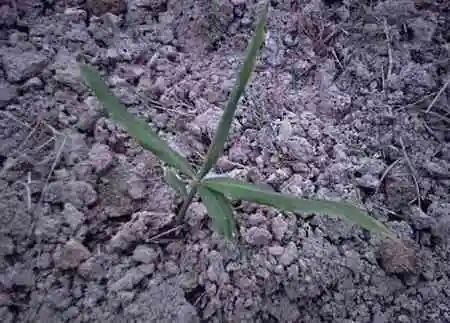 沙姜种植技术书_种植技术沙姜视频_沙姜的种植技术