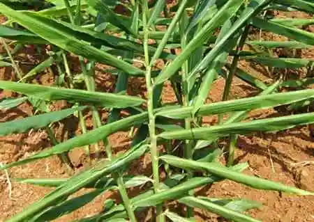 沙姜的种植技术_沙姜种植技术书_种植技术沙姜视频