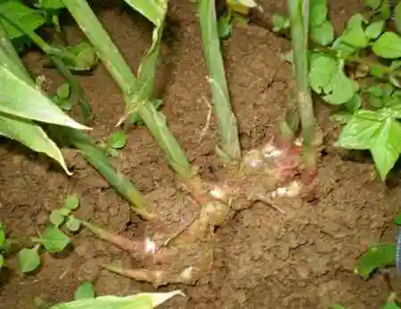 沙姜种植技术书_沙姜的种植技术_种植技术沙姜视频