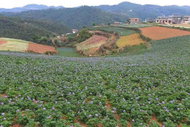 云南南华：马铃薯花开引客来 “种”出乡村振兴致富路