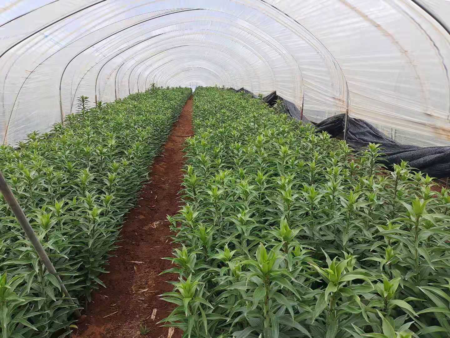 云南种植商机_云南种树致富_云南种植什么致富