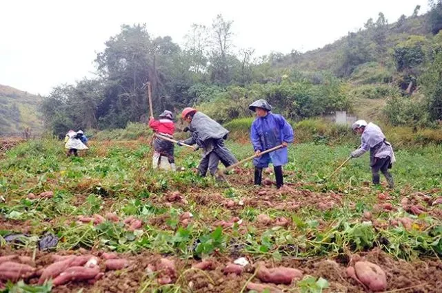贵州绿薯青山农业发展有限公司：让红薯成为农民致富“金疙瘩”