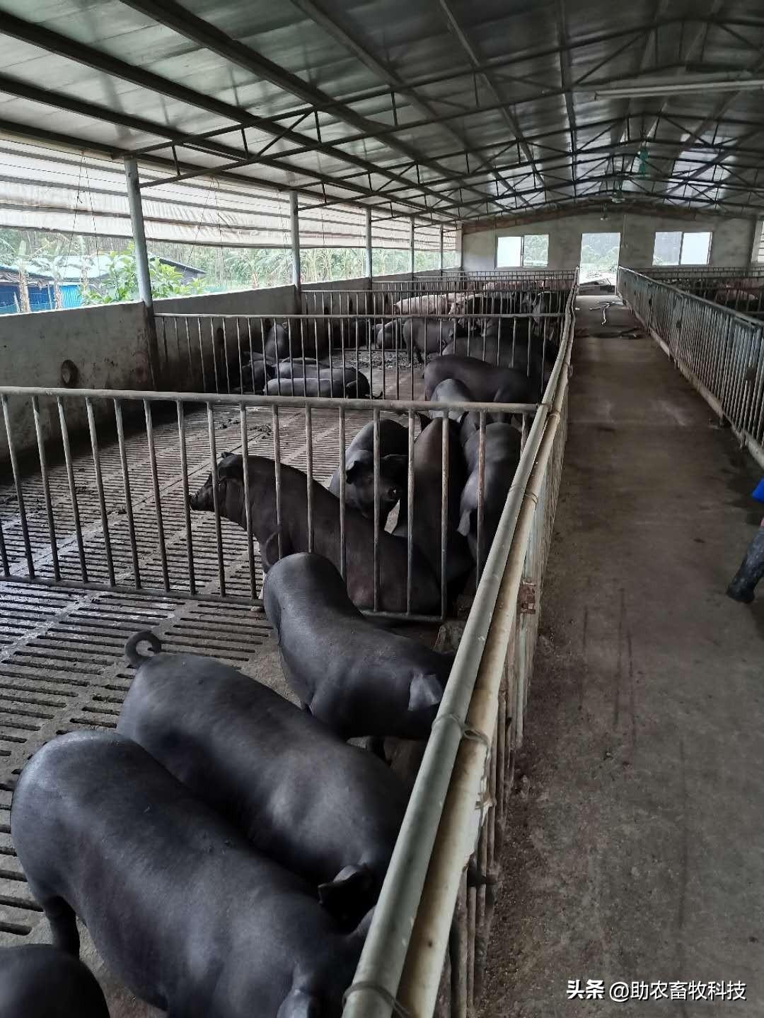 新型养殖致富神器_致富养殖好项目大全_致富养殖视频