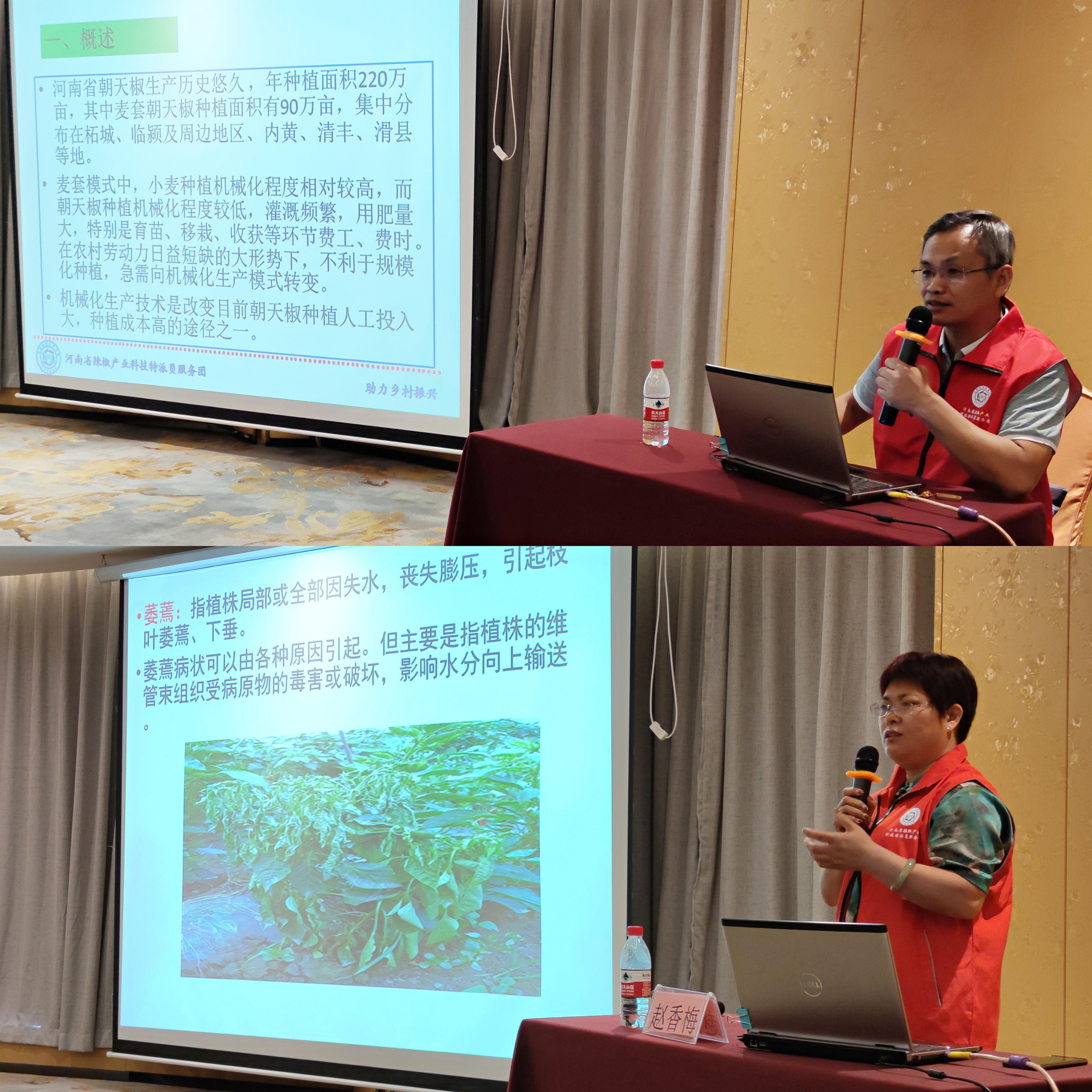 蔬菜种植技术视频播放_农业蔬菜种植技术视频_蔬菜种植的视频