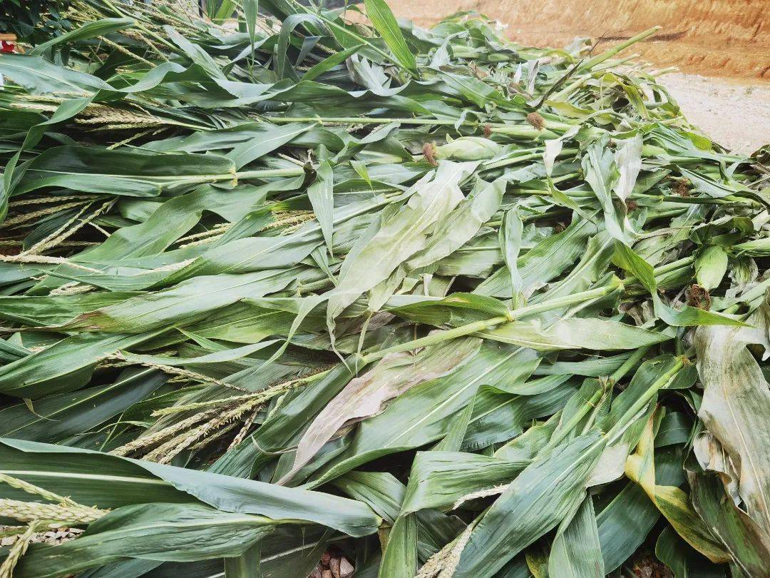 云南种植什么致富_云南种树致富_云南种植业什么最赚钱