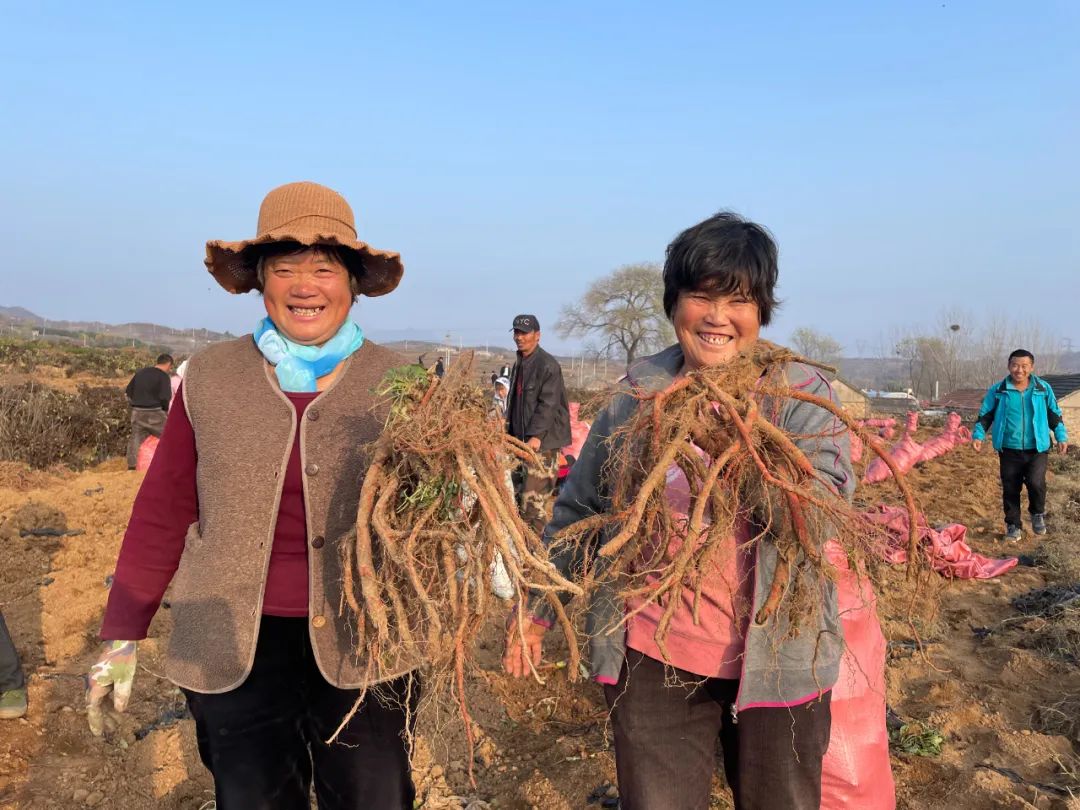 种植丹参的效益怎么样_丹参种植致富_致富种植丹参怎么样