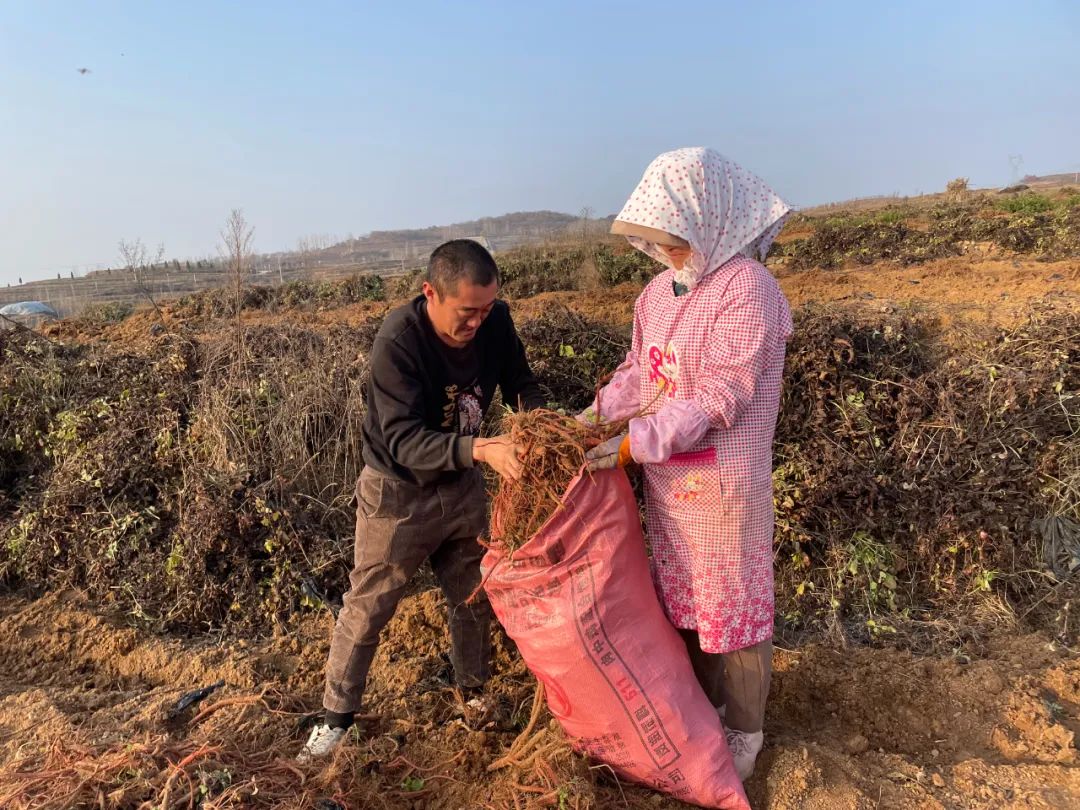 致富种植丹参怎么样_丹参种植致富_种植丹参的效益怎么样