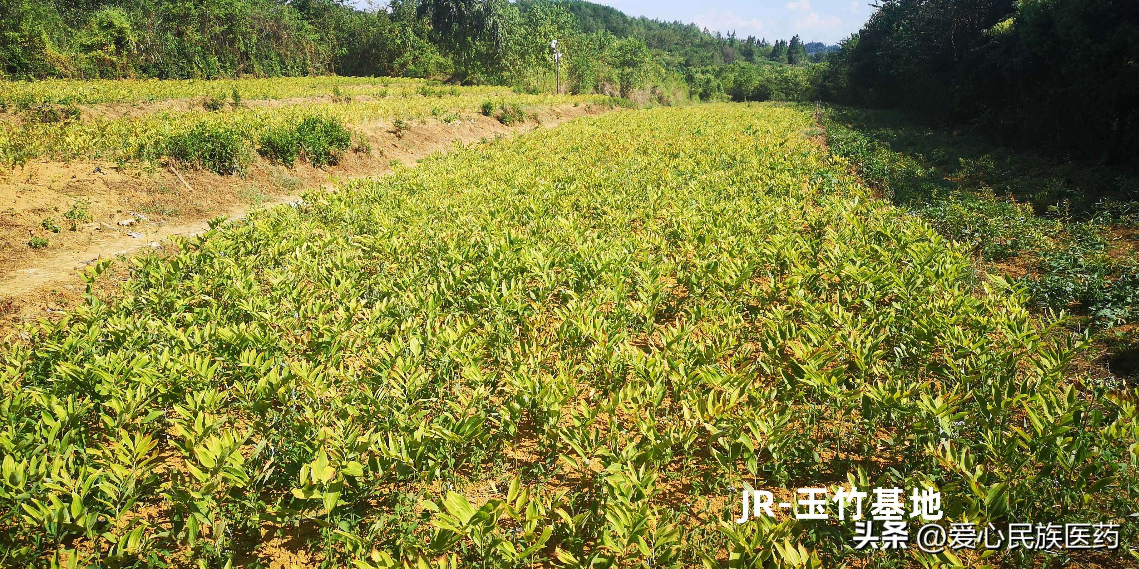 玉竹怎么种植技术_种植玉竹技术与管理_如何种植玉竹
