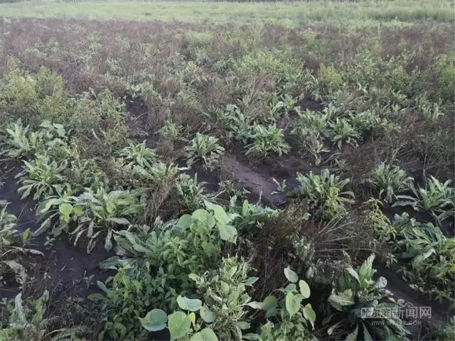 致富经种植中药材视频_视频致富种植草药教程_种植草药致富视频