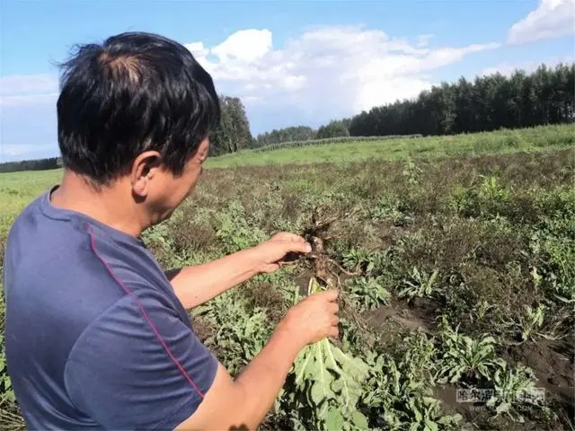 视频致富种植草药教程_种植草药致富视频_致富经种植中药材视频