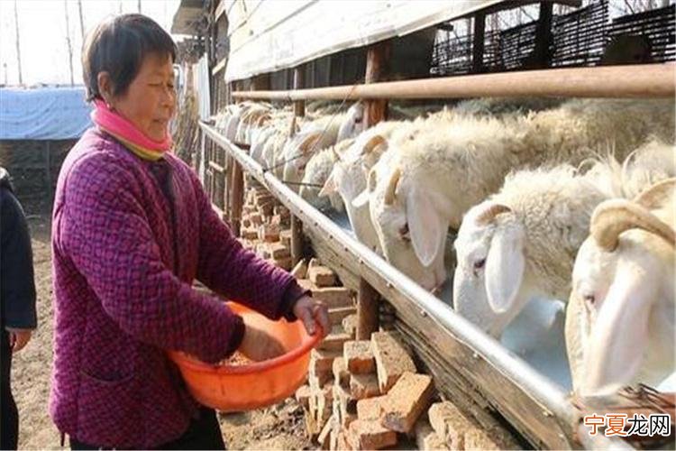 致富养殖项目农村 让农民过上更好的生活从养殖业开始