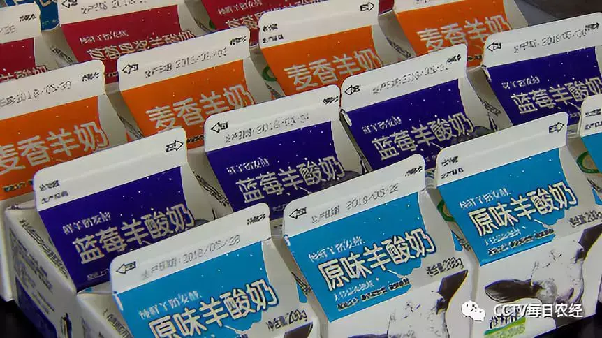 致富经视频养黑山羊羊视频_致富经黑山羊养殖场的视频_每日农经致富经黑山羊