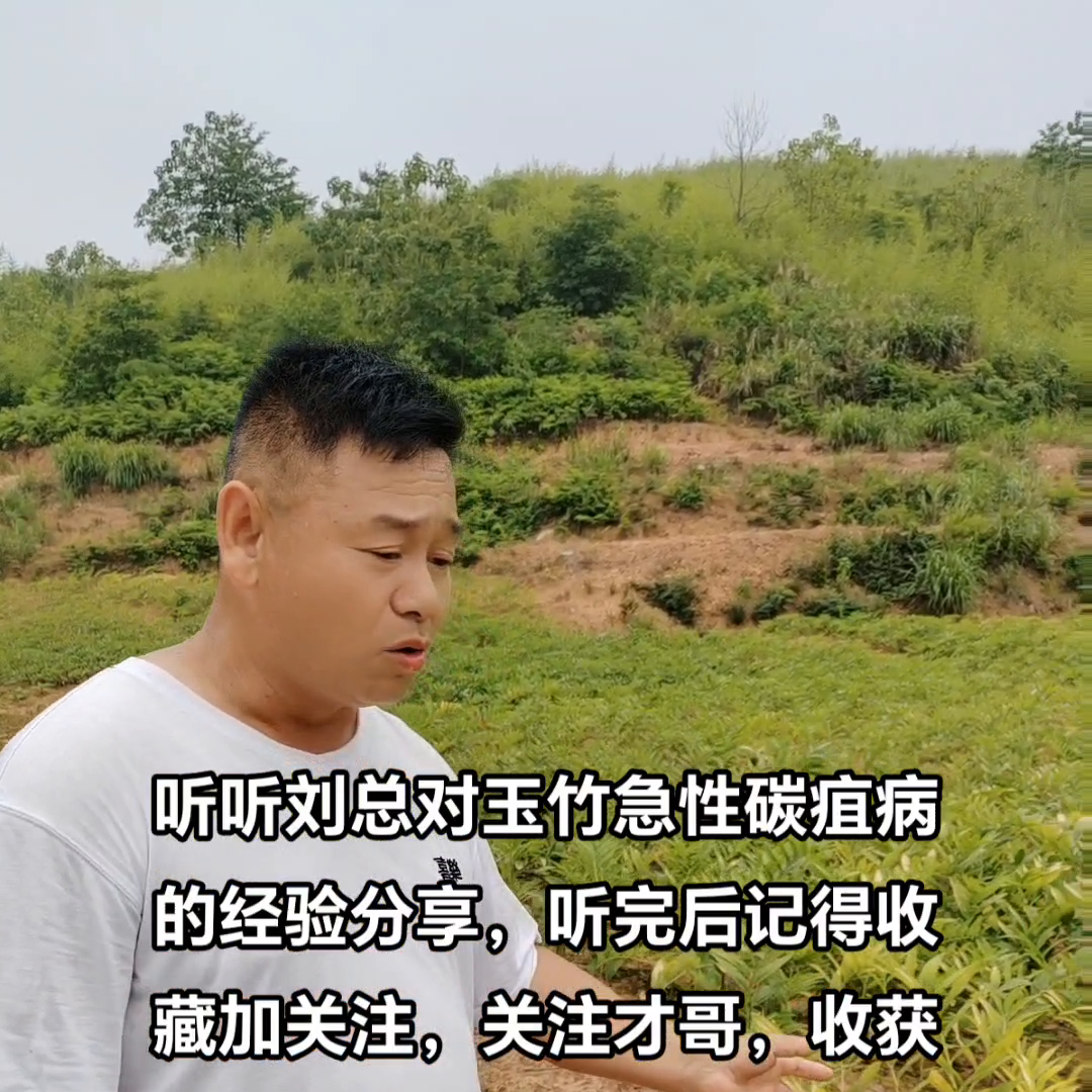 #玉竹种植经验分享