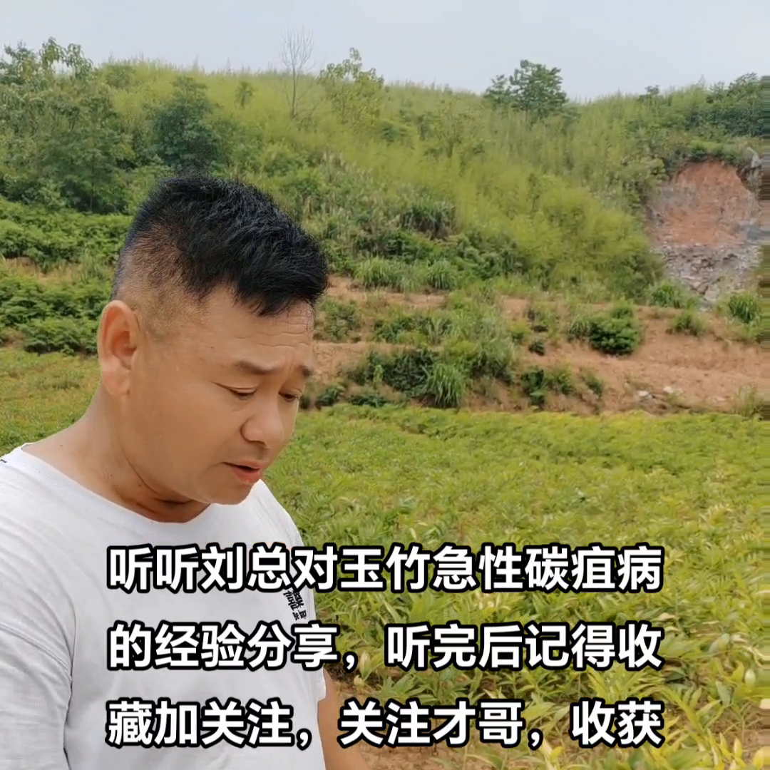 玉竹怎么种植技术_种植玉竹技术要求_种植玉竹技术视频