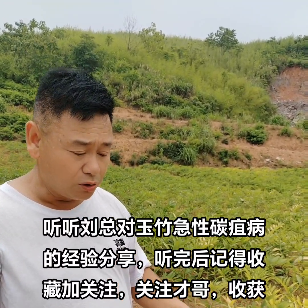 种植玉竹技术要求_种植玉竹技术视频_玉竹怎么种植技术