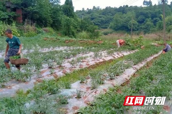 每日农经致富经黑山羊_致富经黑山羊放羊创业_致富经黑山羊养殖