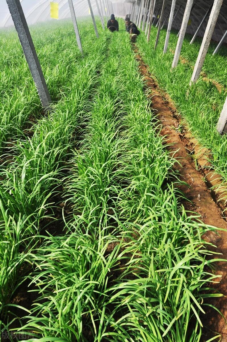 韭菜冬天种植方法_韭菜冬天怎么养殖_冬季韭菜种植技术