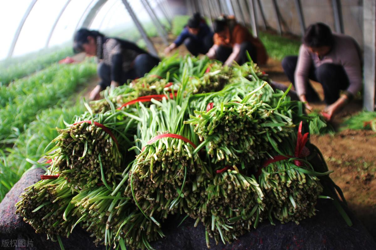 冬季韭菜扣棚前怎么管理？种植户需要做好各项工作