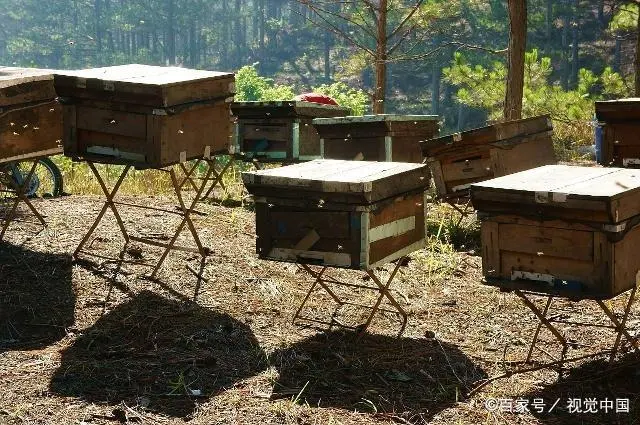 蜂的养殖技术_中蜂养殖实用技术_蜂的养殖教程视频