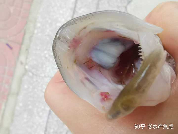 小河鱼养殖鳜鱼致富_鳜鱼真实养殖利润_致富小河养殖鱼鳜鱼怎么样
