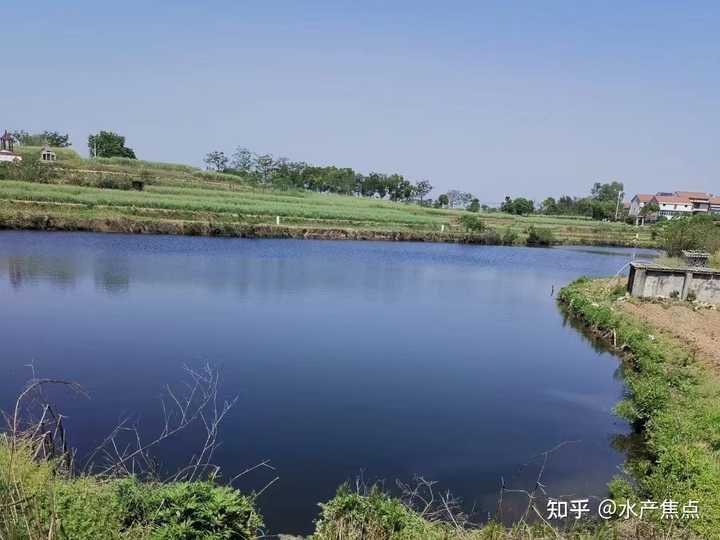 致富小河养殖鱼鳜鱼怎么样_小河鱼养殖鳜鱼致富_鳜鱼真实养殖利润