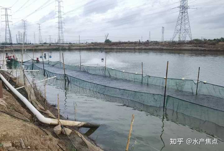 鳜鱼真实养殖利润_致富小河养殖鱼鳜鱼怎么样_小河鱼养殖鳜鱼致富