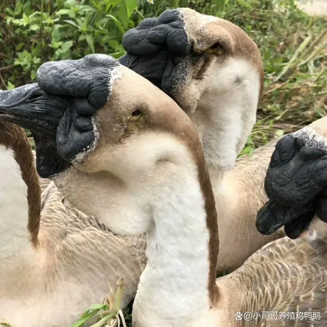 每日农经狮头鹅养殖视频_狮头鹅养殖技术视频_狮头鹅饲养技术视频
