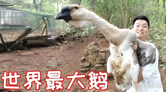 狮头鹅饲养技术视频_狮头鹅养殖技术视频_每日农经狮头鹅养殖视频