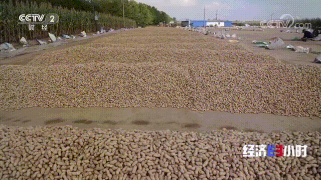山东农村种植什么最赚钱_山东农村种植致富好项目_山东乳山种植致富