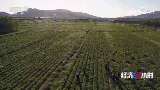 山东农村种植致富好项目_山东乳山种植致富_山东农村种植什么最赚钱