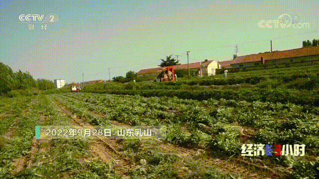 山东乳山种植致富_山东农村种植致富好项目_山东农村种植什么最赚钱