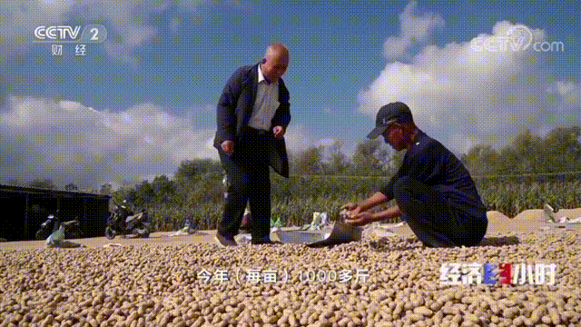 山东农村种植什么最赚钱_山东乳山种植致富_山东农村种植致富好项目