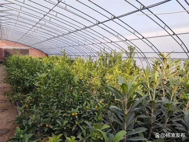 致富北方种植特色农业_特色种植致富北方_北方特色种植的好项目