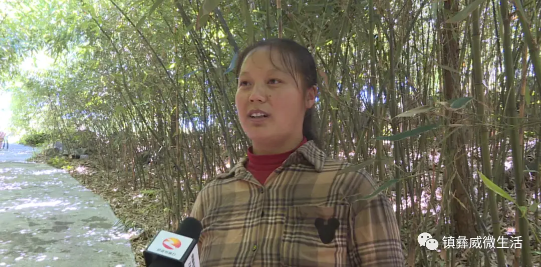 种植致富新项目_农村致富新项目种植业_沅陵致富项目种植