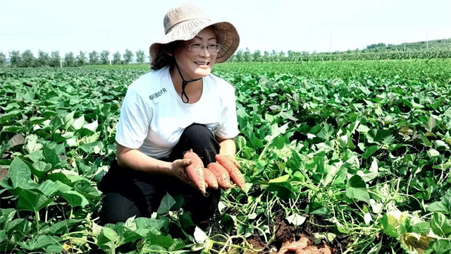 山东农村种植什么最赚钱_山东农村种植致富好项目_山东乳山种植致富