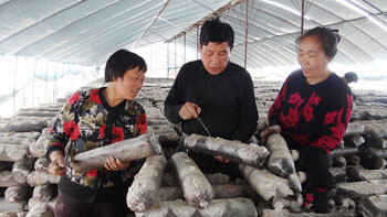 碱老板变蘑菇哥 一体化建合作社