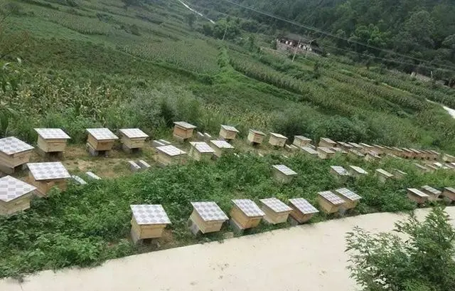 养蜂技术指导(四)_中蜂养殖实用技术_蜂的养殖技术