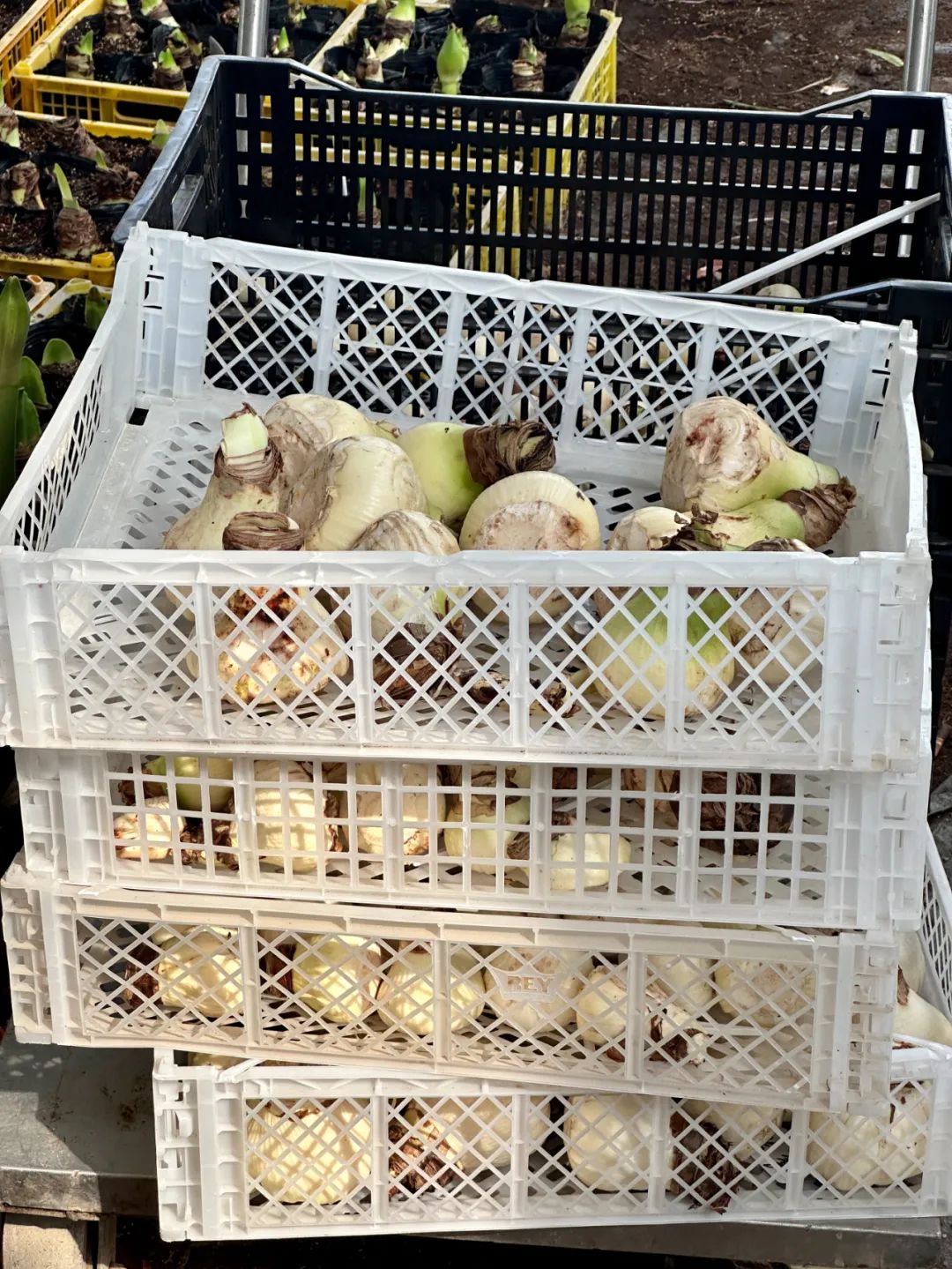 种植朱顶红致富_农村朱顶红_养殖朱顶红