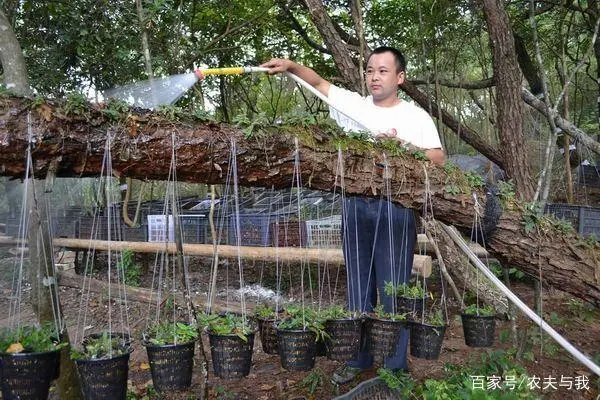 野兔养殖视频致富经_视频致富养殖野兔是真的吗_养殖野兔子前景如何