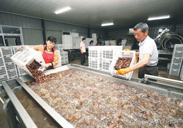 今夏小龙虾价格持续走低市场交易火爆