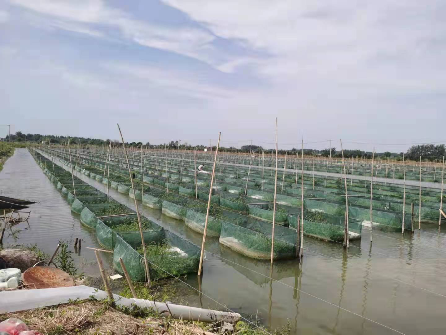 致富黄鳝养殖_致富养殖黄鳝视频_致富养殖黄鳝怎么样