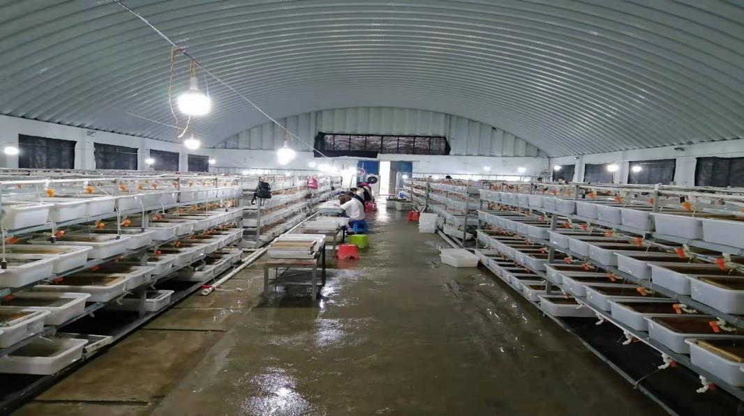 致富养殖黄鳝怎么样_致富养殖黄鳝视频_致富黄鳝养殖