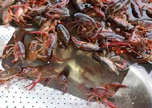 致富经王如峰视频_致富经王新兵_致富经王武