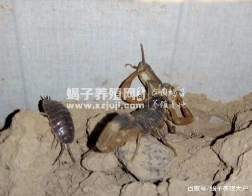 养蝎子致富视频_致富蝎子养殖创业项目_养殖蝎子创业致富