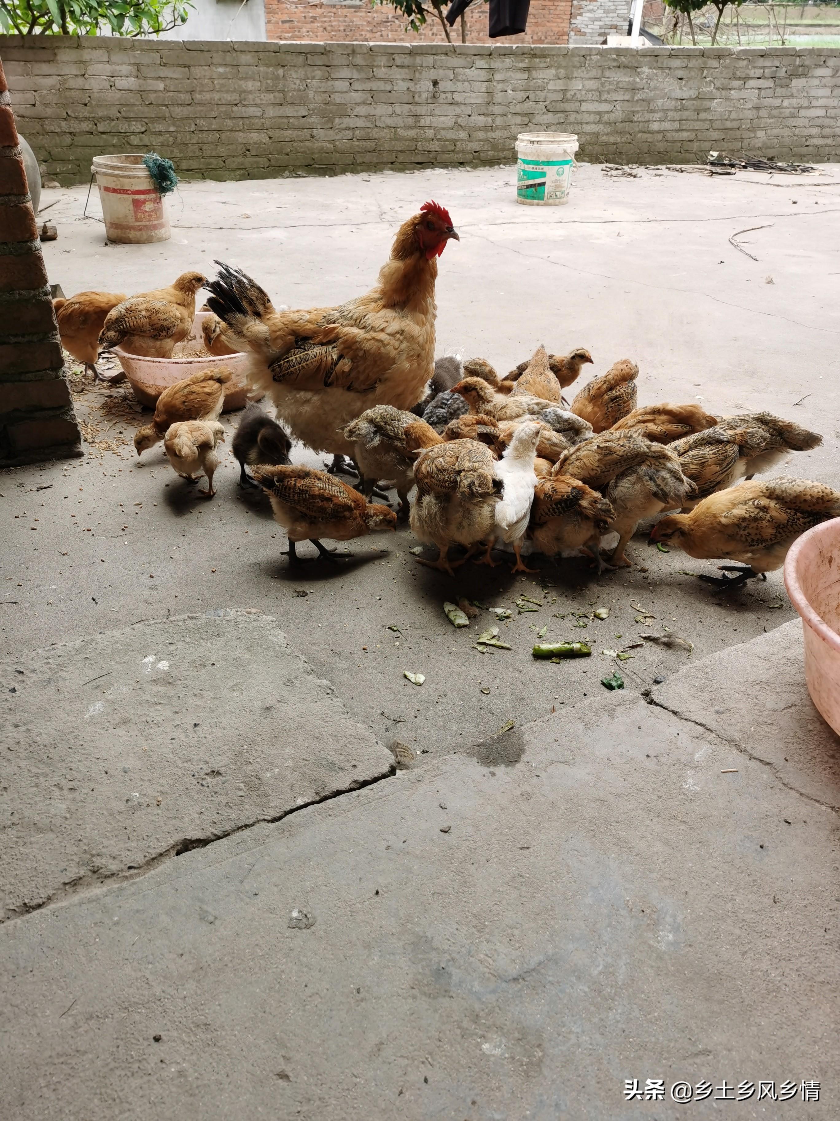 致富养殖土鸡故事视频_养鸡致富的故事_土鸡养殖致富故事