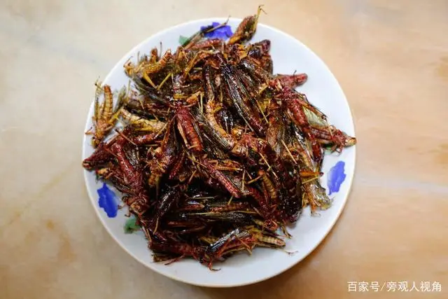 2021养殖蝗虫的前景_致富养殖蝗虫方法和技巧_蝗虫养殖致富方法