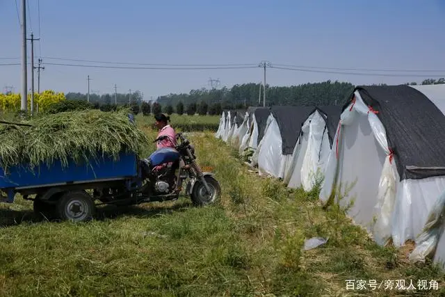 蝗虫养殖致富方法_2021养殖蝗虫的前景_致富养殖蝗虫方法和技巧